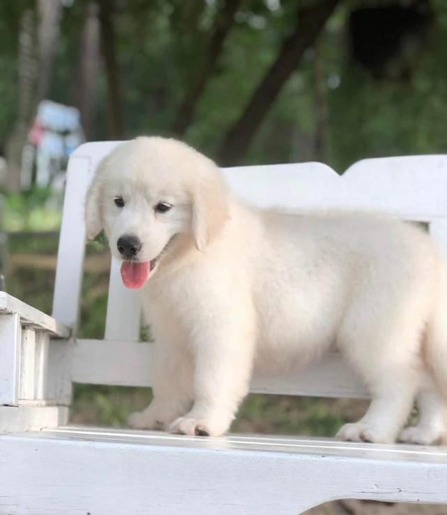 ลูกสุนัข White Golden Retriever แท้ 3