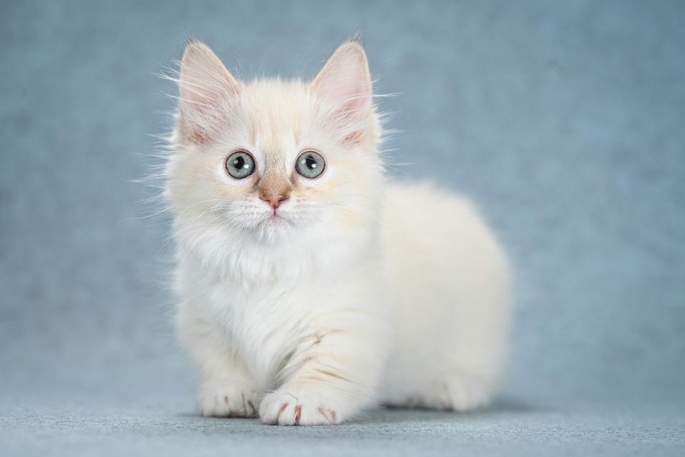 Munchkin Kittens for sale