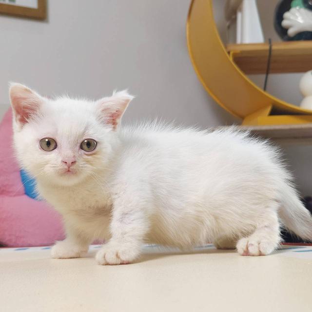 แมวสก๊อตติช Scottish Oscat cattery chiangmai