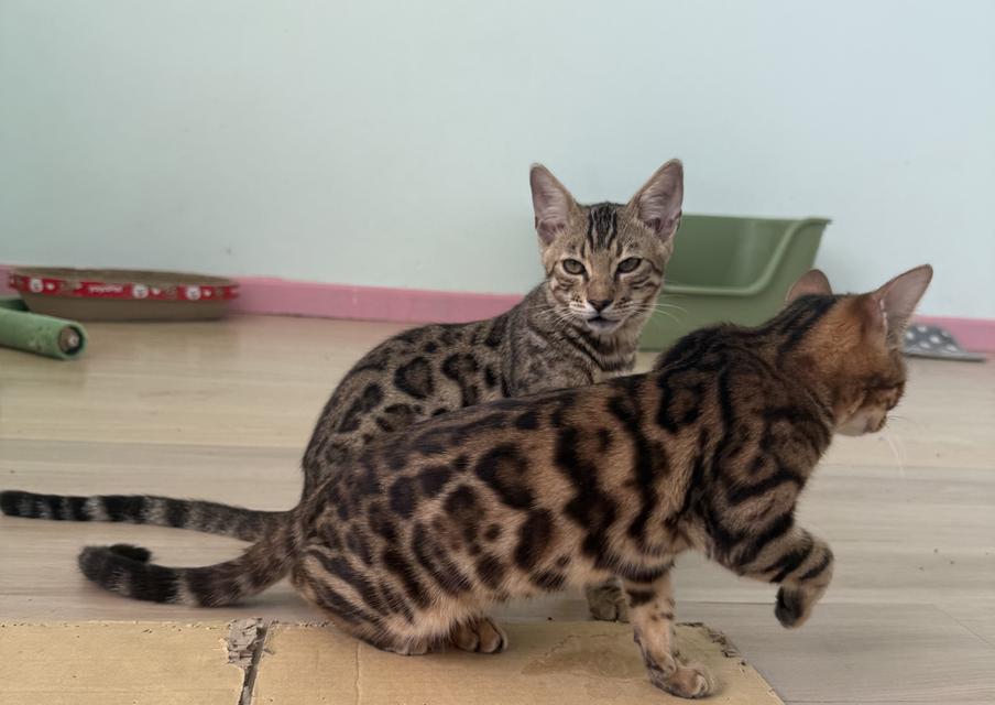 Bengal Phuket แมวเบงกอลภูเก็ตสายพันธุ์แท้ รูปที่ 3