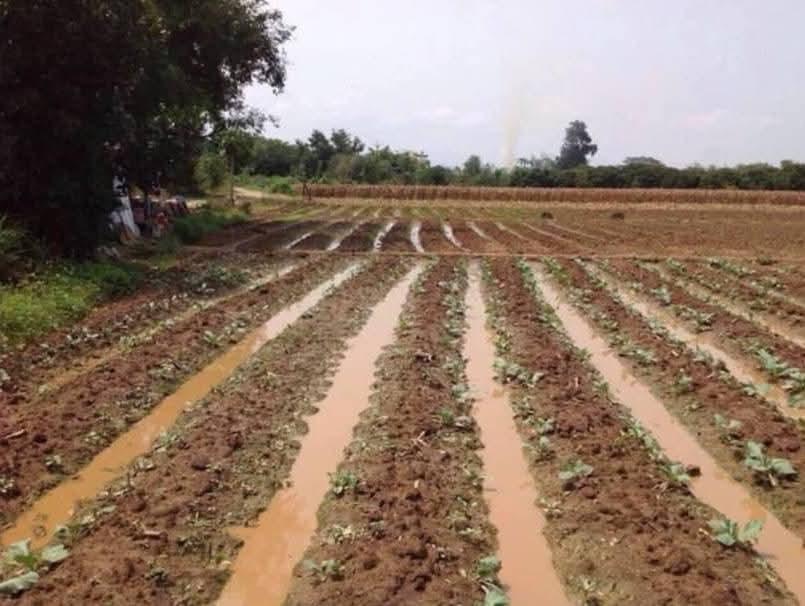 ขายที่ดินแม่ริม เชียงใหม่ 7