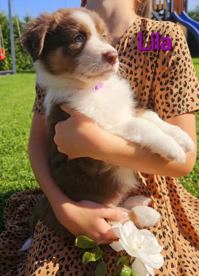 Australian shepherd puppies