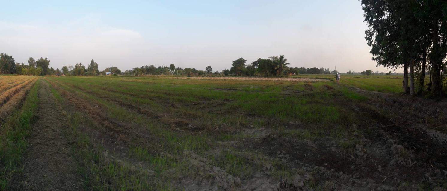 ขายที่ดินทำนา-ทำสวนการเกษตร 4 ไร่ 80 ตารางวา พื้นที่บ้านโคกกลาง ต.หลุบ อ.เมืองฯ จ.กาฬสินธุ์ 4