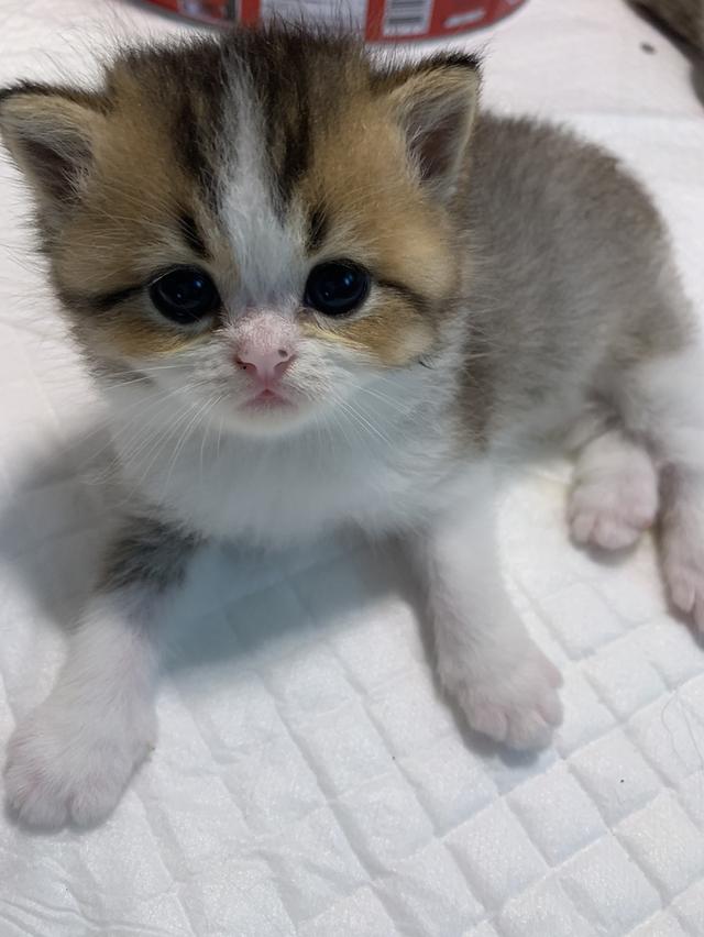 ลูกแมว สก๊อตติชบริชติช 2