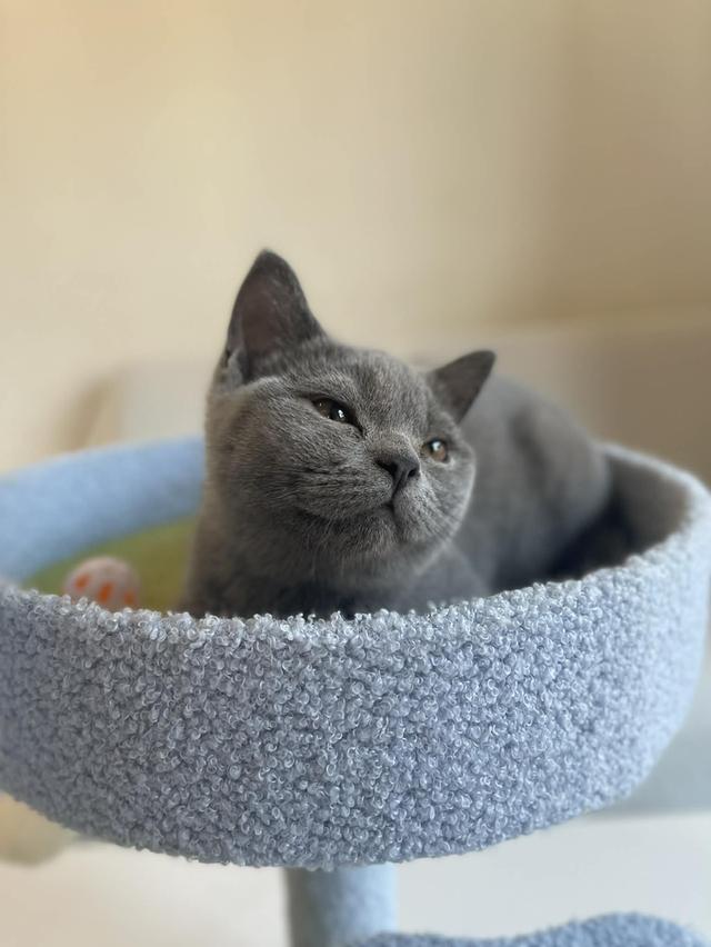 British Shorthair พร้อมใบ WCF ดช รูปย่อยที่ 3