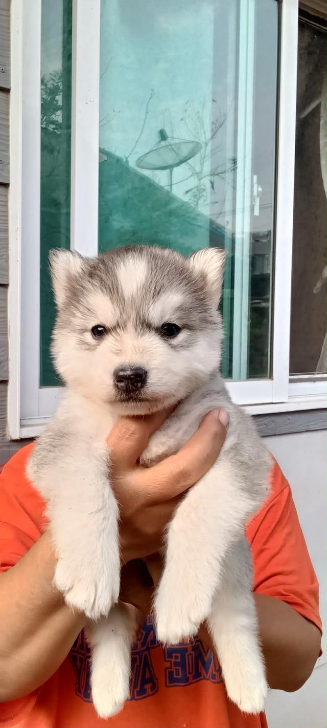 อัปเดตเด็กเข้าใหม่ เริ่มต้น5000 รูปที่ 11