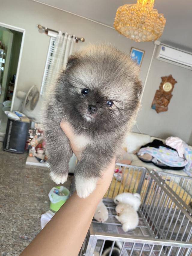 ปอมแท้ พร้อมย้ายบ้าน