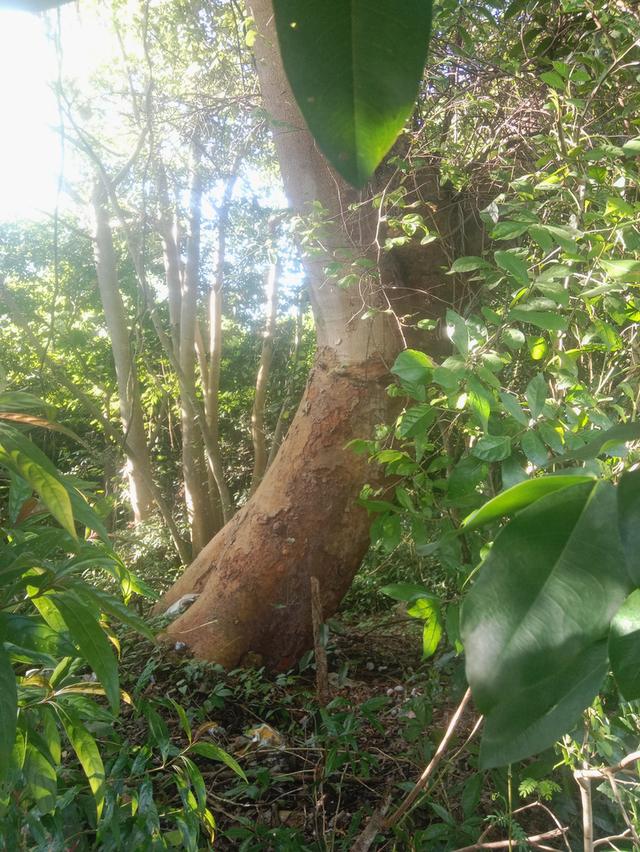 ไม้มะค่าโมง2 ต้น 2จามจุ220+260 cm จามจุรียักษ์รอบ500+