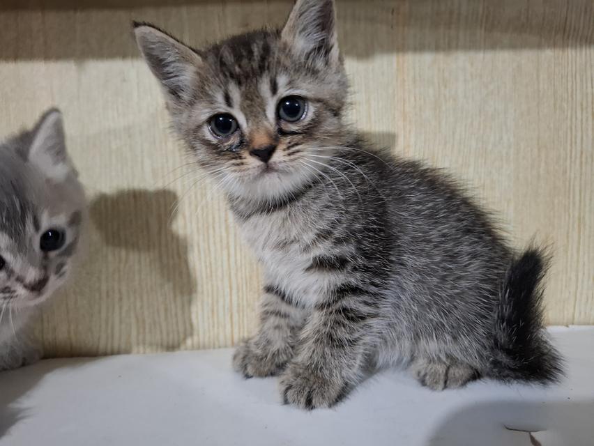 ลูกแมวครึ่งเปอร์เซีย+บริติช