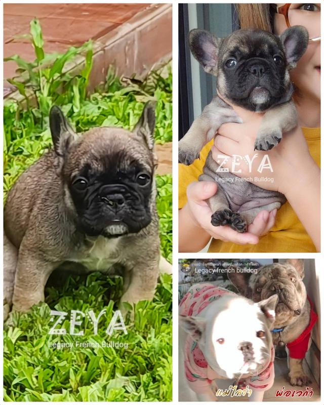 ZEYA เฟรนช์บูลด็อก เพศเมีย สีเซเบิล 15