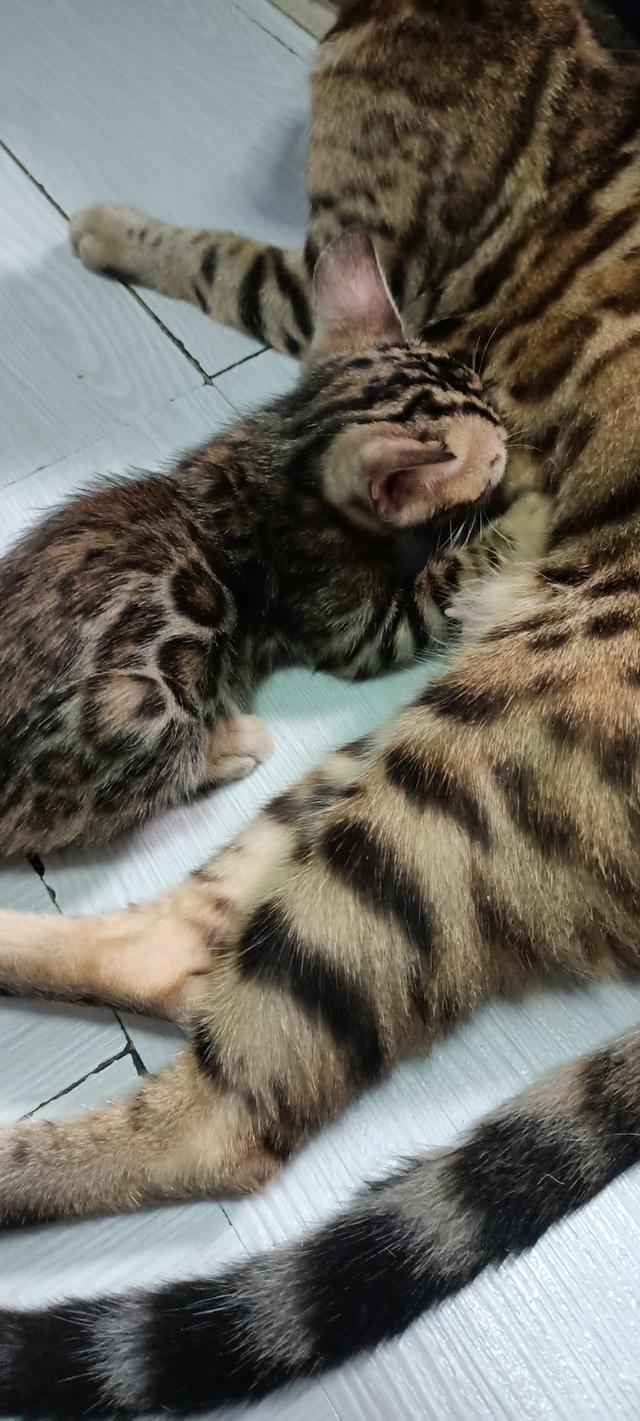 ลูกแมวเบงกอล