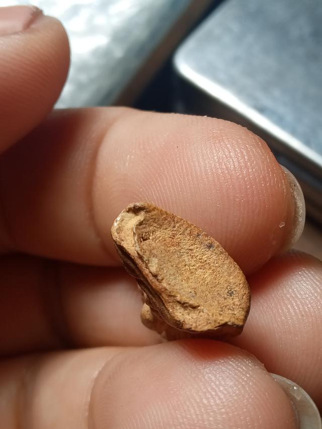 พระรอดพิมพ์ต้อ