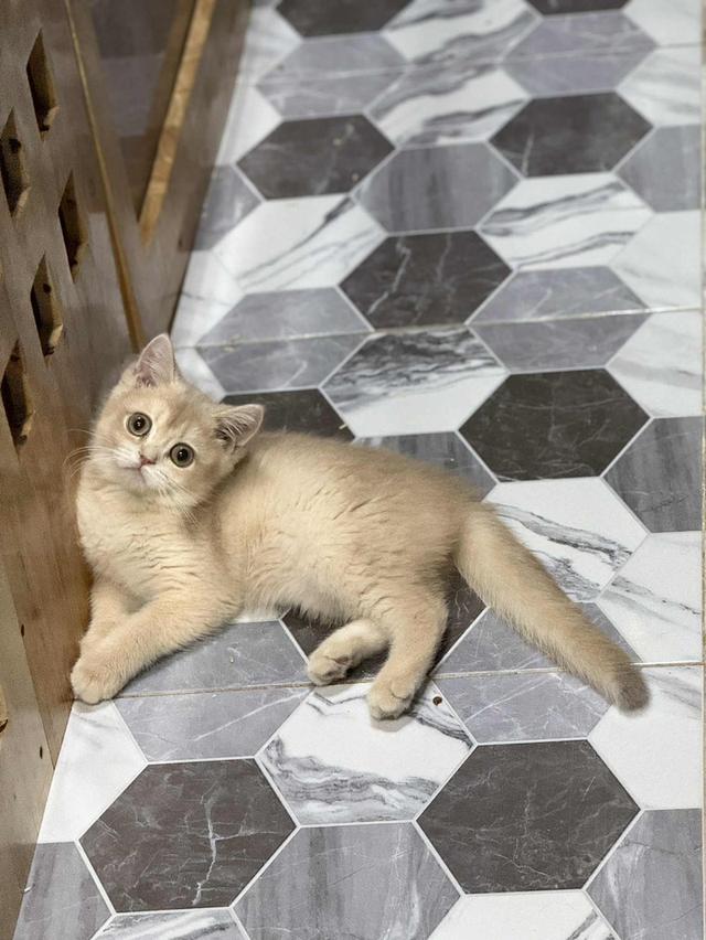 แมวบริติช เพดใบเพดwcf และรับนำเข้าแมวจาก ตปท.