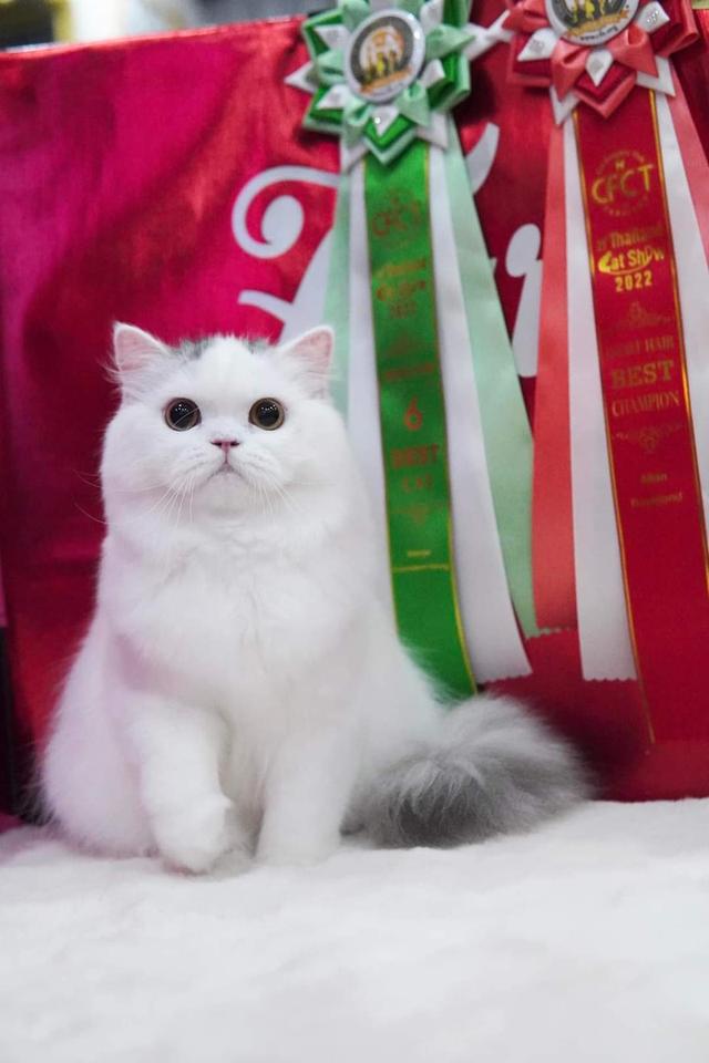 ขายสกอตติช โฟลด์ (Scottish Fold)  2