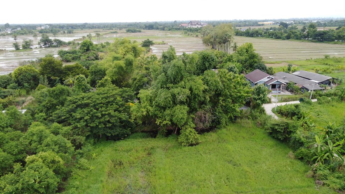  ที่ดิน 3 แปลง 378 วา , 400 วา และ 400 วา ใกล้สันกำแพงสายใหม่ 550 เมตร 9