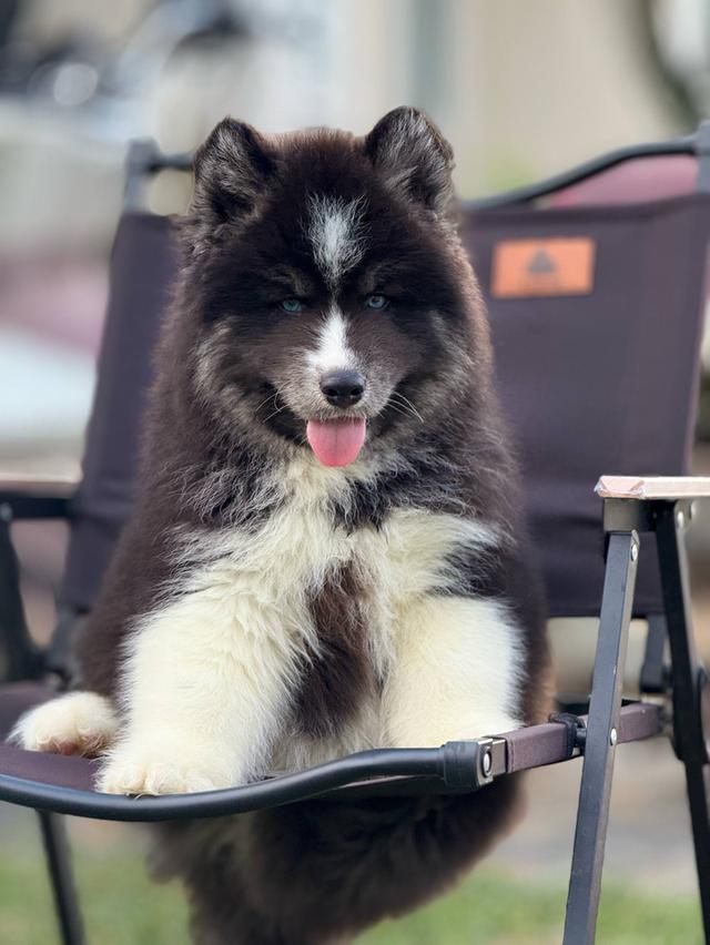 Buy Siberian Husky Thailand รูปที่ 15