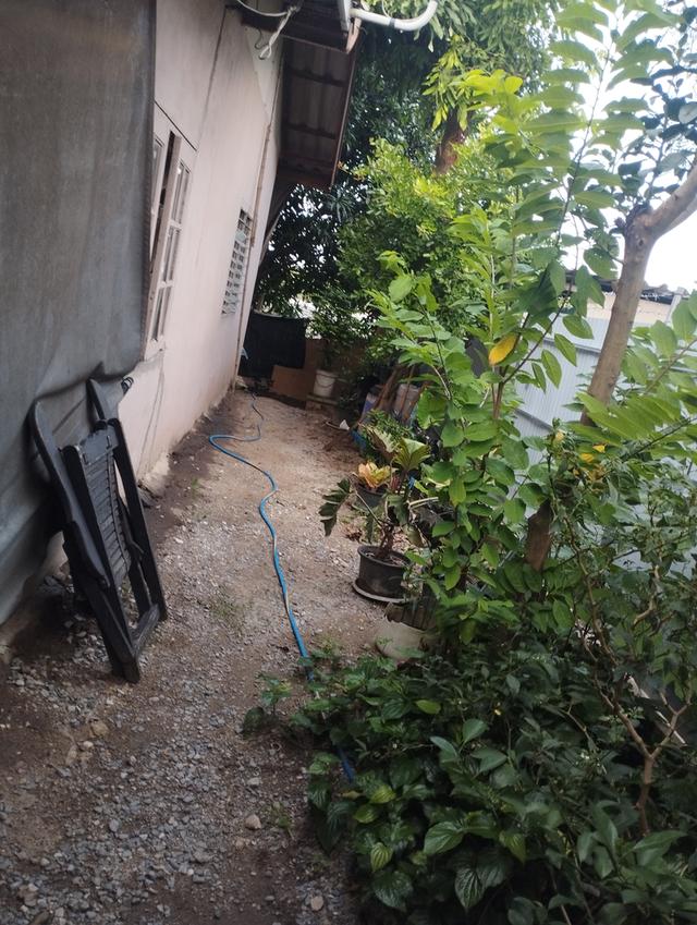 บ้านปลูกเอง 50ตรว. 7