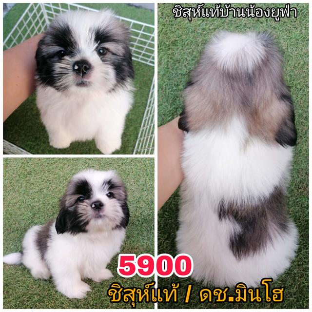 ชิสุห์เเท้ พร้อมย้าย