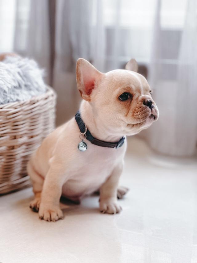 French Bulldog สายเลือดแชมป์