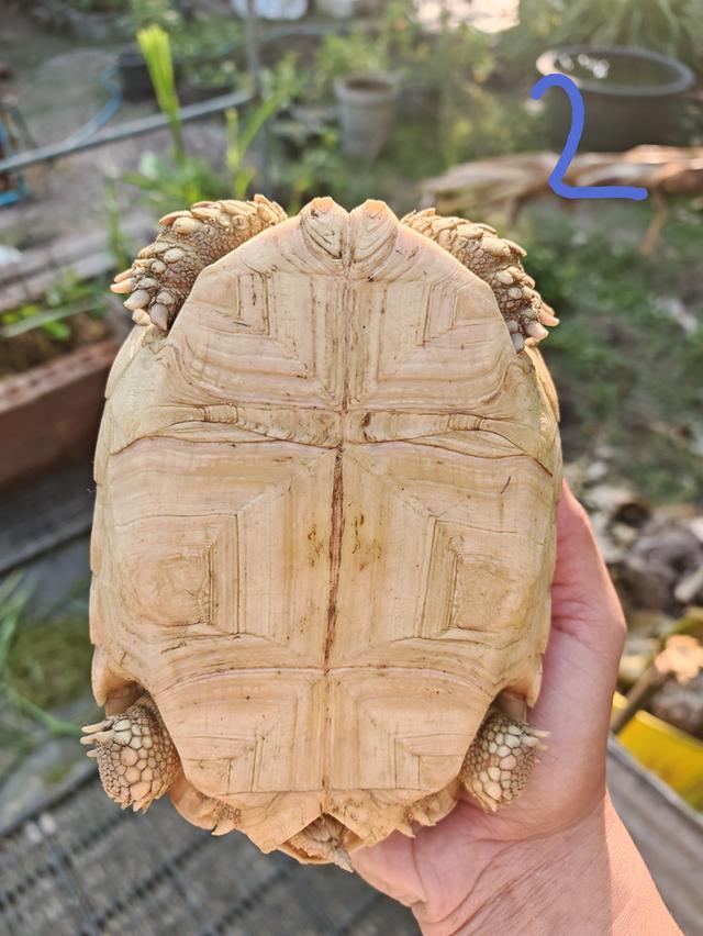 ยกเต่า 6'8' ปทุมธานี รูปที่ 4