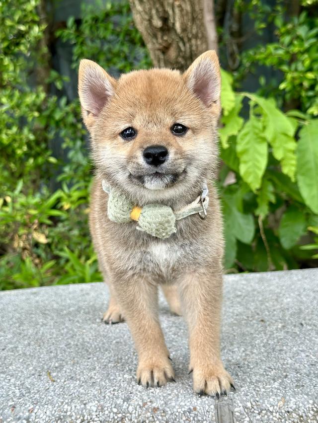 ชิบะอินุ Shiba