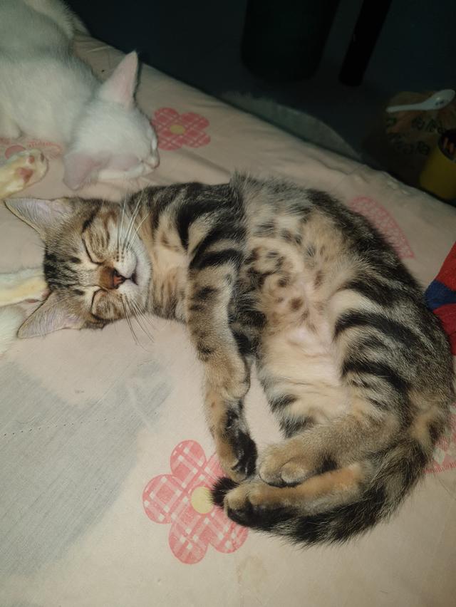 ขายแมวเด็กเพศผู้ 5