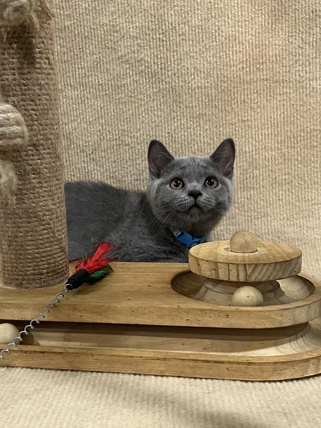 ลูกแมว บริติช ช็อตแฮร์ ใบเพ็ดนอกWCF(British Shorthair) 9