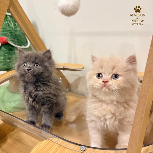 เปอร์เซียแท้เพศผู้ สีครีมสีบลู รูปที่ 7