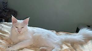 แมวเมนคูนสีขาว 3