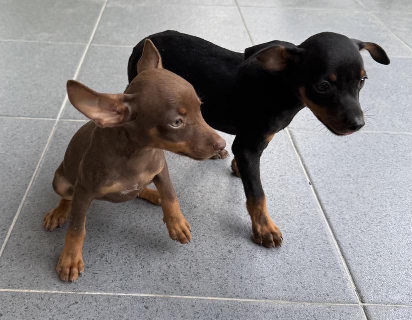 ลูกสุนัขพันธุ์มิเนเจอร์ (Miniature Dogs)