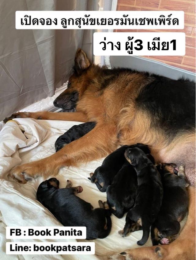 ลูกสุนัขเยอรมันเชพเพิร์ด (อัลเซเชี่ยน สุนัขตำรวจ) ว่าง ผู้3 เมีย1