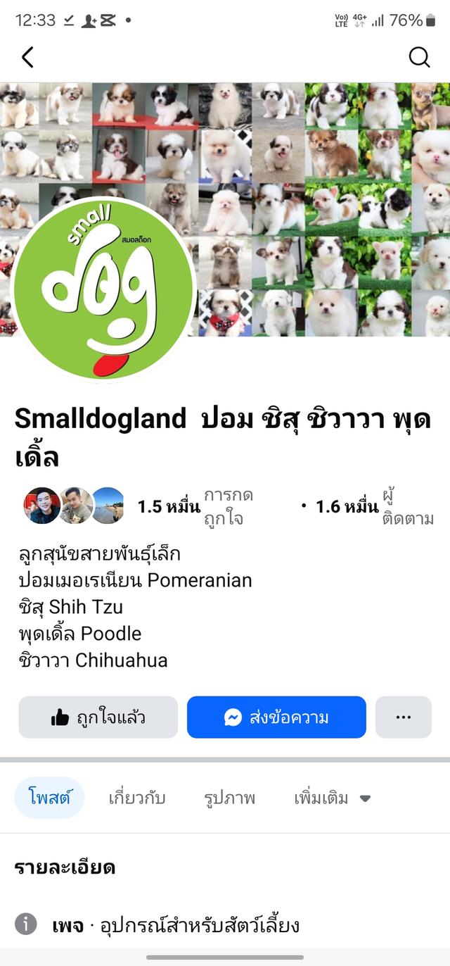 ชิสุห์ผสมปอม4หนุ่มหล่อ 6