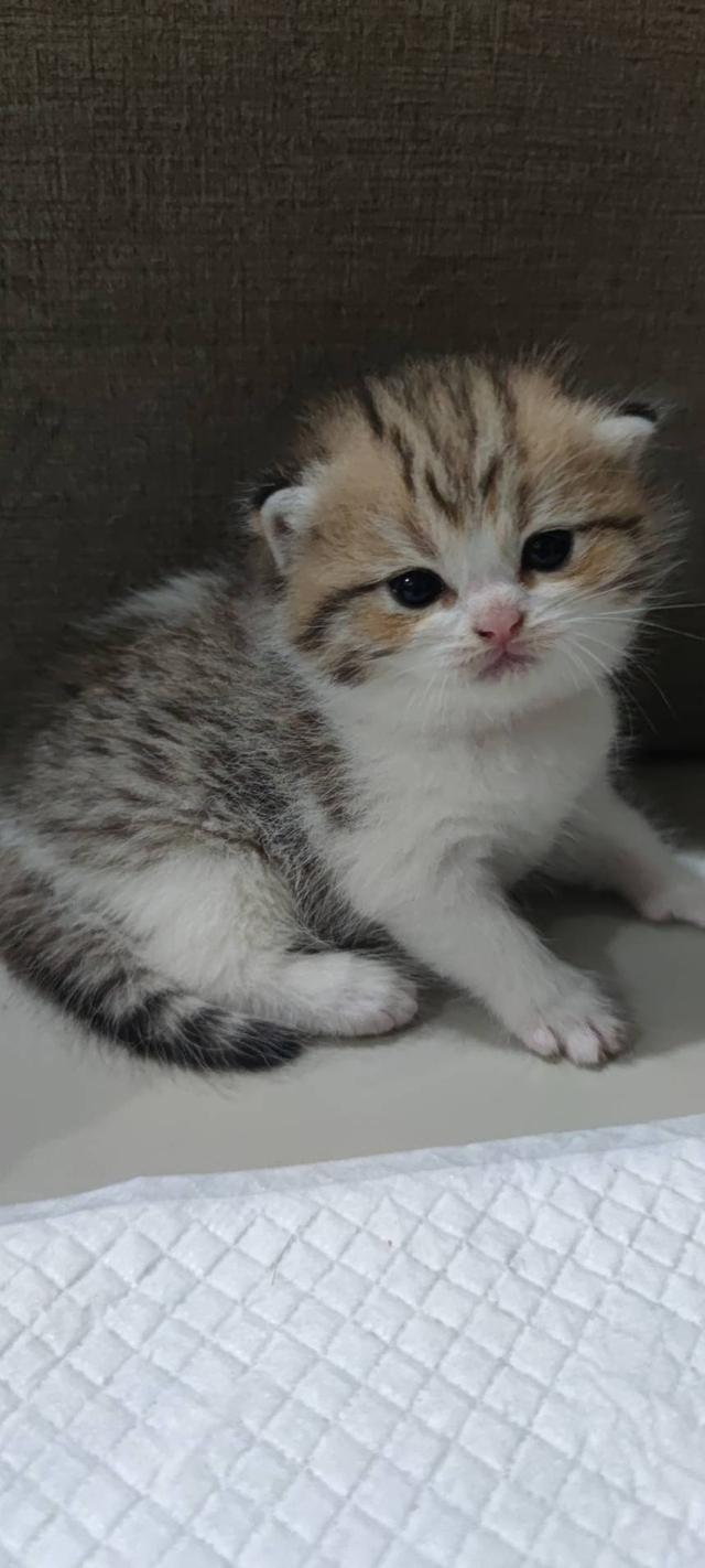 Scottish Fold (girl)
