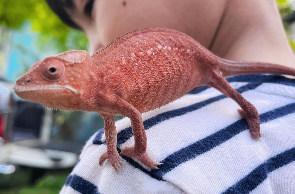 กิังก่า Chameleon Panther รูปที่ 5