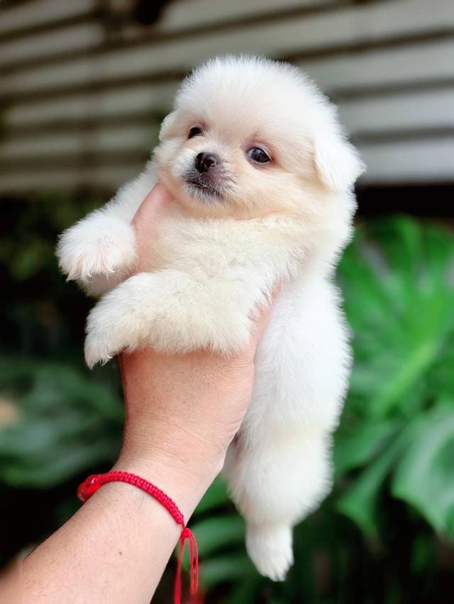 ปอมผสมชิวาวาเพศผู้ 5