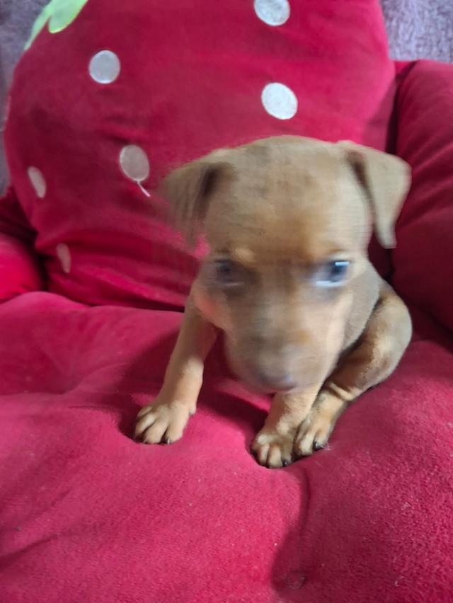 ลูกสุนัข Miniature Pinscher สีน้ำตาล 2