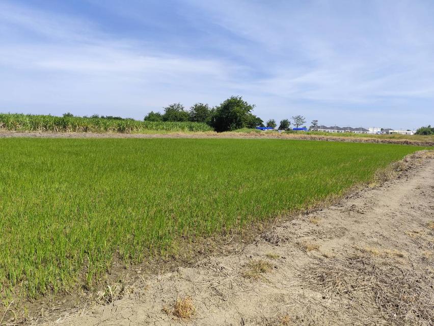 ขายที่ดินเปล่า แปลงธรรมชาติ ท่ามกลางไร่อ้อย ใกล้ มหาวิทยาลัย เกษตรศาสตร์ วิทยาเขตกำแพงแสน นครปฐม 7