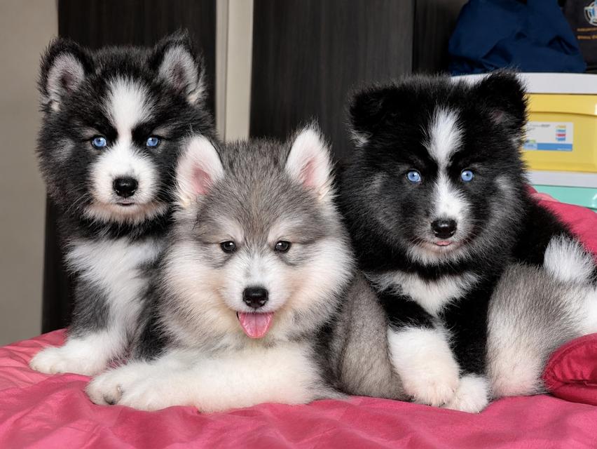 ลูกสุนัขไซบีเรียน ฮัสกี้ (Siberian Husky) สายเลือดคุณภาพ พร้อมย้ายบ้าน