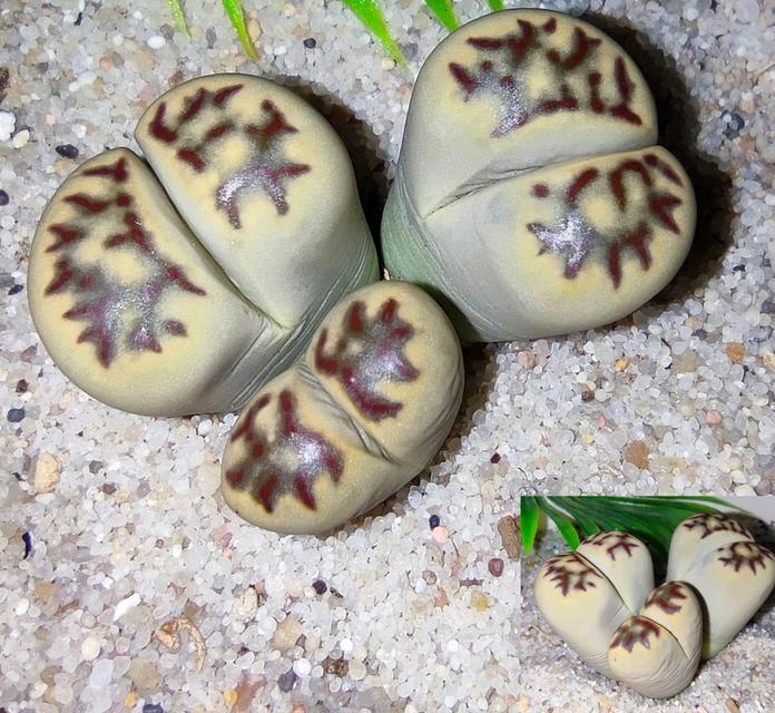 กุหลาบหิน Lithops แบบกอ 2