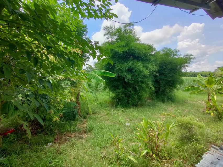 ขายที่ดินเขตอำเภอกระนวน 10 ไร่ 3 ตารางวา 12