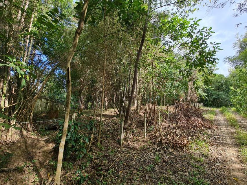 ขายที่ดินสวนยาง 2.40 ไร่ พร้อมโฉนด เหมาะแก่การลงทุน หลังวิทยาลัยการอาชีพปัว ต.ปัว จ.น่าน  9