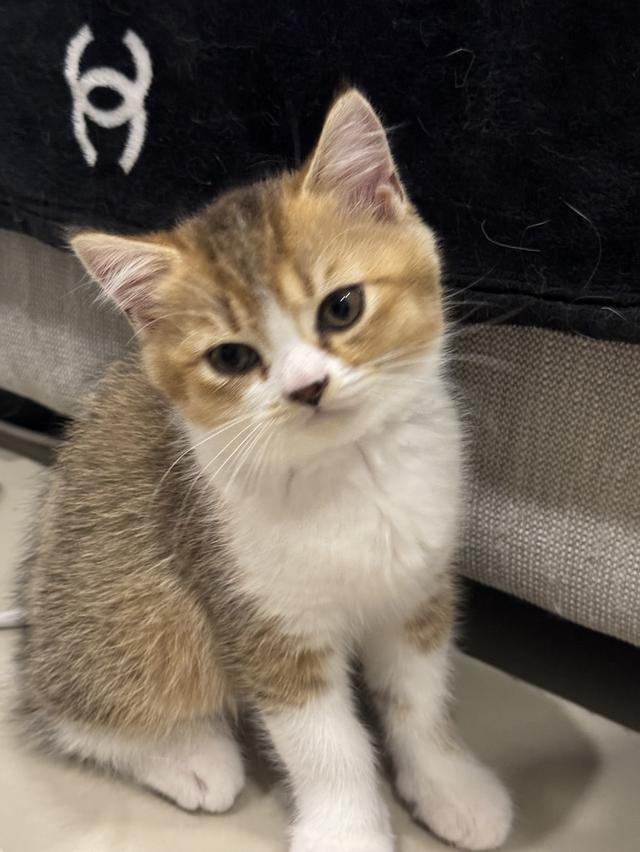 Scottish Fold Kitten  1