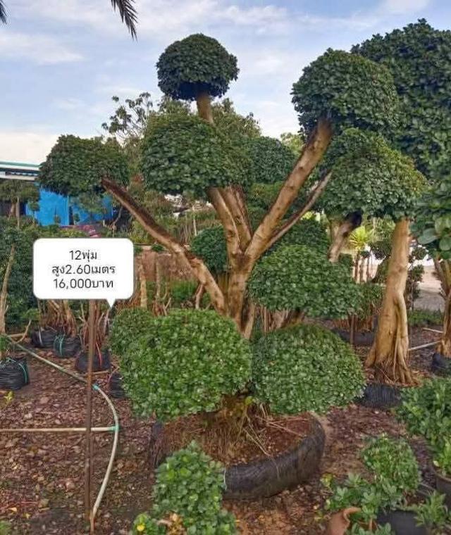 ไทรต่อยอดช้อนเงินช้อนทอง รูปที่ 4