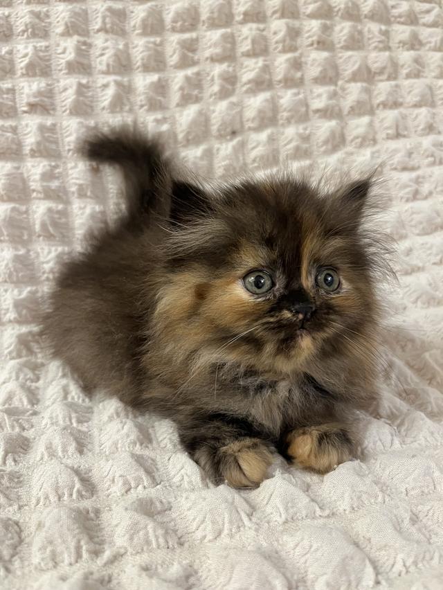 แมวเปอร์เซีย 🙂❌🍊✋😁vg 4