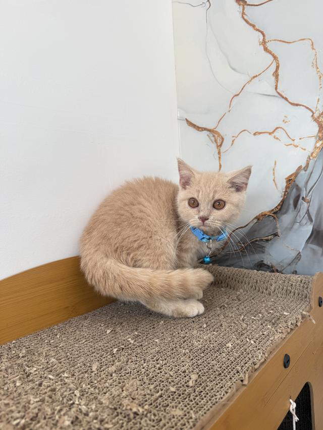 ลูกแมวพันธุ์บริติชแท้ รูปที่ 5