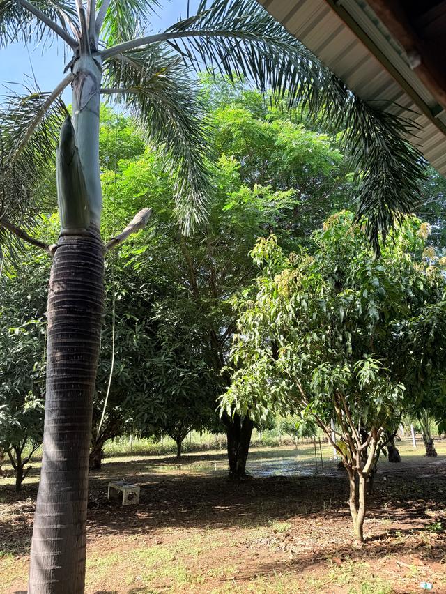 ขายที่ดินพร้อมสิ่งปลูกสร้าง เนื้อที่ 3 ไร่ 1 งาน 94 ตารางวา ตำบลพุแค จังหวัดสระบุรี 13