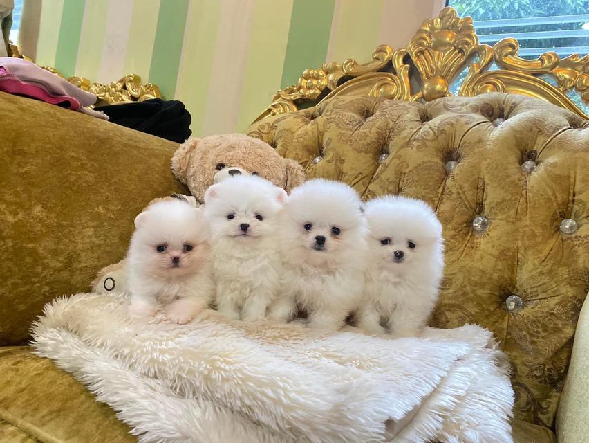 สอบถามได้นะคะ ปอมเมอเรเนียนแท้ น่ารัก สดใส ขี้เล่น ราคากันเอง รูปที่ 3