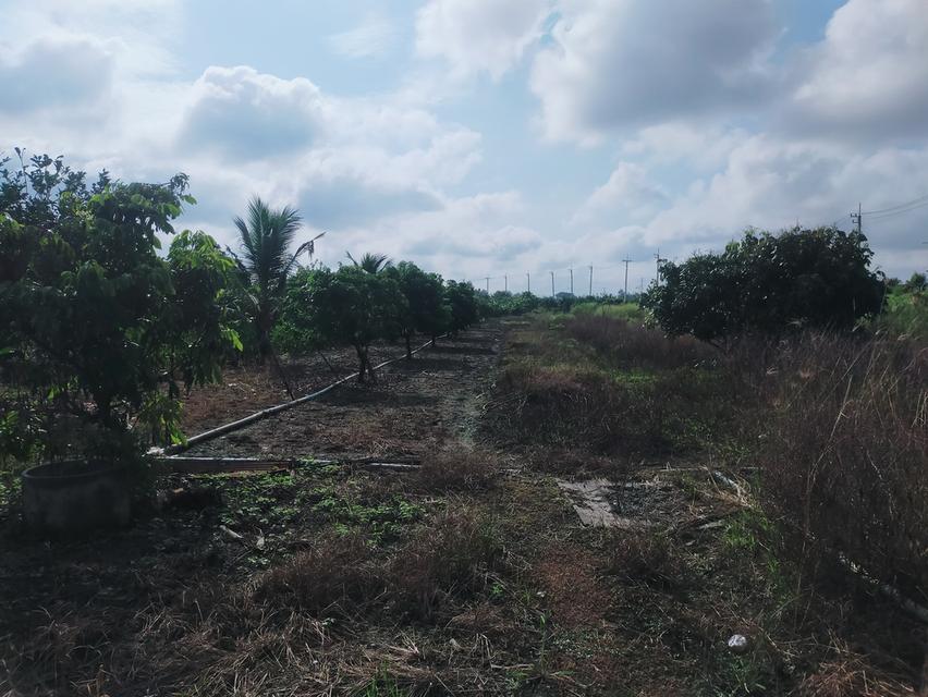 ที่ดิน 11