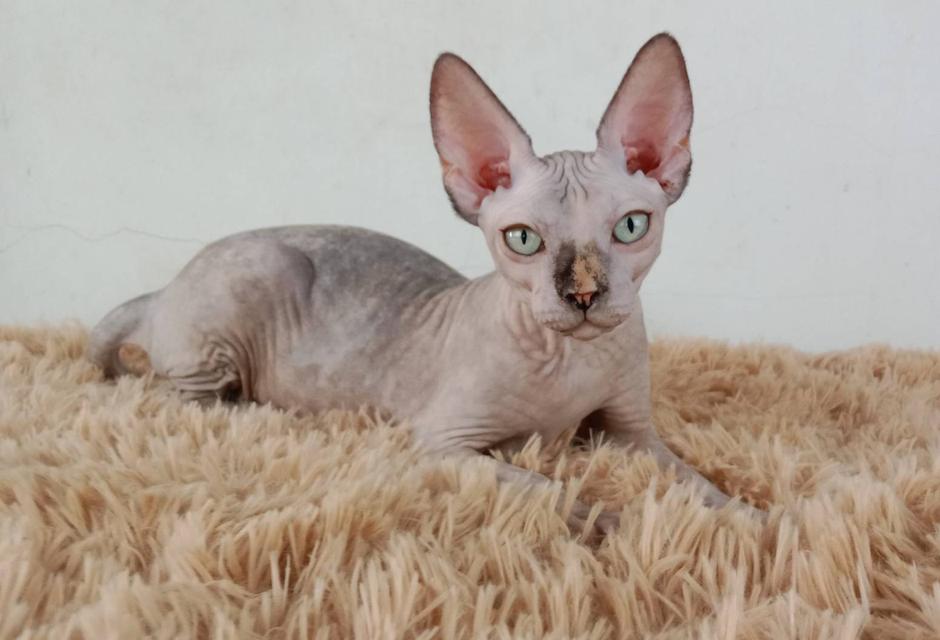 3.แมวสฟิงซ์/เพศเมีย หาบ้าน Sphynx Cat/Female looking for a new home 5