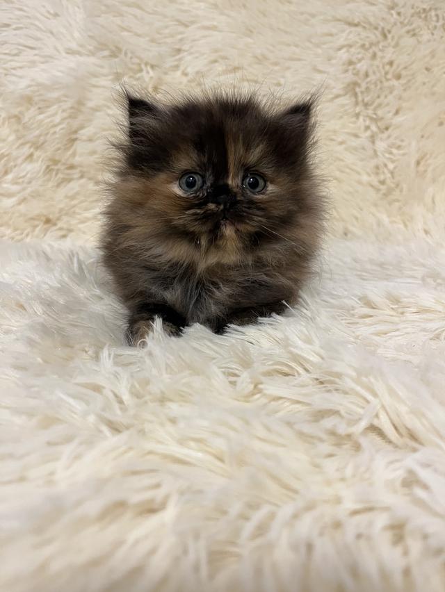 แมวเปอร์เซีย 😊🤭😆😁่ี่ 14